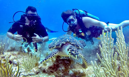 carey dive center c5