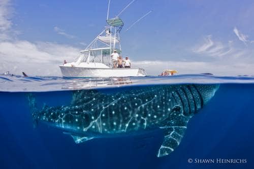 Whale Shark tours and the best sport fishing around