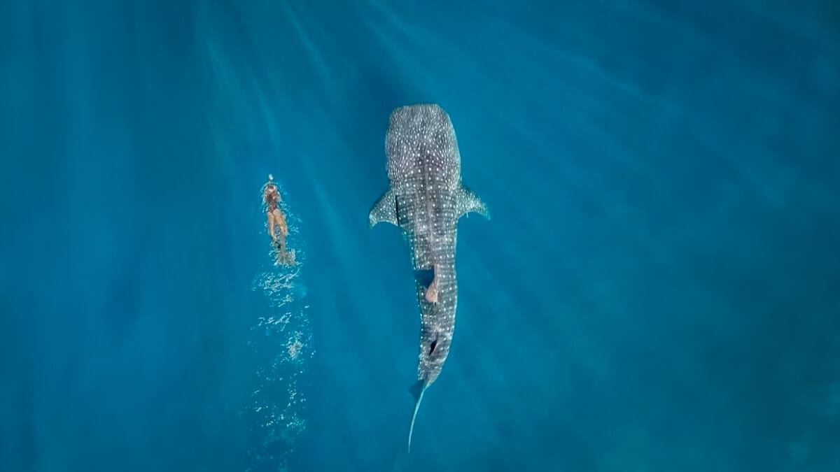 isla mujeres lg p 16