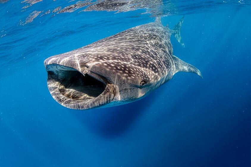 Whale Sharks Isla Mujeres in Summer